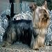 Silky Terriers 2001 Calendar
