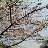 Shiki
