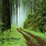 The Music of Nature: In the Forest