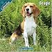 beagle18  - Beagle 2010 Wall Calendar 1001210