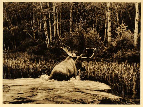 1926 Canadian Moose Stream Trees New Brunswick Canada - Original Photogravure
