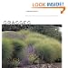 Grasses: Versatile Partners for Uncommon Garden Design
