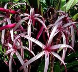 Sangria Crinum Lily - RARE! - Easy to grow!