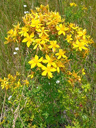 Seeds St John's Wort, Tipton's Weed, Rosin Rose, Goatweed, Organic Herb Seed Seeds St John's Wort, Tipton's Weed, Rosin Rose, Goatweed, Organic Herb Seed