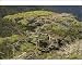 Photographic Prints of Cyprus Cedar Cedrus brevifolia (formerly Cedrus libani ssp. brevifolia) in the from Ardea Wildlife Pets