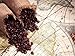 Peru Approcassi Cajamarca Fair Trade Shade Grown Organic Coffee Beans (Light Roast (City), 3 Pounds Whole Beans)