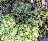 Hens & Chicks 4 Plants - Semperviven - Very Hardy!