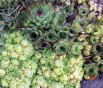 Hens & Chicks 8 Plants - Semperviven - Very Hardy!