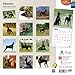 Dobermans 18-Month 2015 Calendar