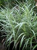Miscanthus 'Cabaret' (Miscanthus var. condensatus)
