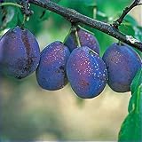 プルーン苗木 ベイラー