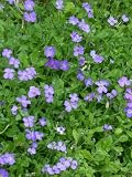 Eigenschaften Dachstauden  / Aubrieta cultorum `Cascade Blue- Blaukissen