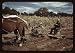 Photo Harvesting corn, Pie Town, New Mexico 1939