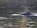 Jigsaw of Harbour Porpoise - with fin just above water from Ardea