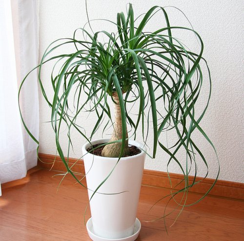 ポニーテール6号陶器鉢植え【送料無料】