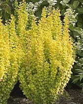 Sunjoy Gold Pillar Barberry -Berberis-Outside or Bonsai