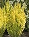 Sunjoy Gold Pillar Barberry -Berberis-Outside or Bonsai
