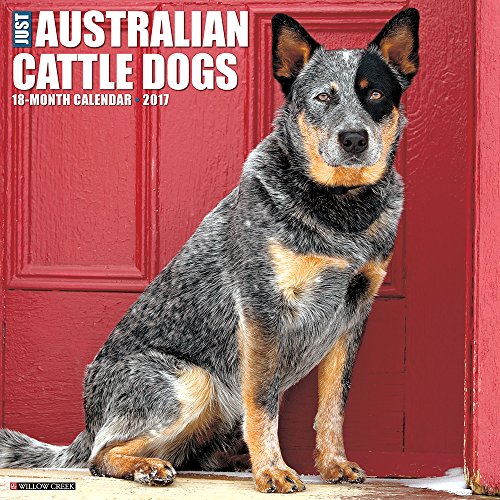 Just Australian Cattle Dogs 2017 Wall Calendar
