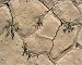 Photographic Prints of ROG-11969 Desert Cress Seedlings - growing in cracks after winter rain from Ardea Wildlife Pets