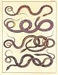 Pinzon Six Snakes 30-by-40-Inch Stretched Canvas Print