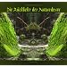 Die R�ckkehr der Naturdevas: Botschafter der Erde und des Lichts
