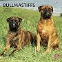 Bullmastiffs 2012 von Browntrout Publishers