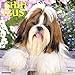 Just Shih Tzus 2017 Wall Calendar