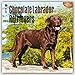 Labrador Retrievers, Chocolate 2016 Square 12x12