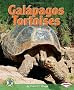 Galapagos Tortoises (Early Bird Nature)
