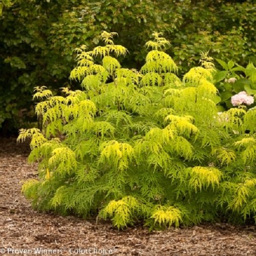 Lemon Lace TM Elderberry - 4 Lemon Lace TM Elderberry - 4