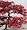 Atrolineare Japanese Maple - Bonsai or Outdoors - Acer