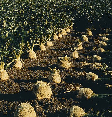 Celeriac Brilliant D245 (Green) 100 Organic Seeds by David's Garden Seeds Celeriac Brilliant D245 (Green) 100 Organic Seeds by David's Garden Seeds