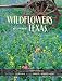Wildflowers Across Texas