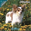 Chihuahua 2010 Wall Calendar #10027-10