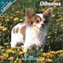 Chihuahua 2010 Wall Calendar #10027-10