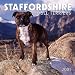 Staffordshire Bull Terriers 2001 Calendar