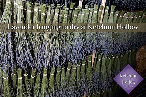 Ketchum Hollow (TM) - Premium Lavender Bunch - Large Dried Bouquet - 150-180 stems - 16" - 18" Long - Fragrant Natural Grosso - Fresh 2015 Harvest