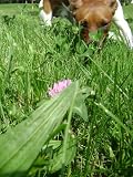 No More Messin' Around! How to get your puppy on track with housetraining today!