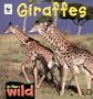 Giraffes (In the Wild)