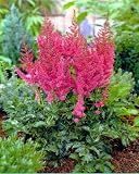 'Stand and Deliver' Astilbe chinesis - Bright Pink!