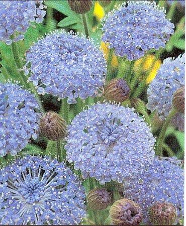 100 BLUE LACE FLOWER (Island Daisy) Trachymene Coerulea Flower Seeds 100 BLUE LACE FLOWER (Island Daisy) Trachymene Coerulea Flower Seeds