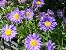 Aster alpinus `Dunkle Schöne- Lila Frühlingsas
