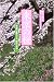 花紀行 東京の桜―桜名所、散歩コース、隠れた穴場… (花紀行)