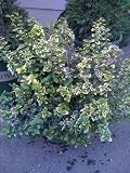 Euonymus Fortunei Emerald N Gold Two Gallon Plant