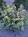 Euonymus Fortunei Emerald N Gold Two Gallon Plant