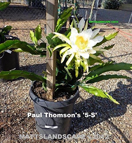 Dragon Fruit, PAUL THOMSONS 5-S, 5 Gallon Plant(s), 3 Big and Healthy Plant(s), Hylocereus, Pitahaya, Delicious Edible Cactus Fruit, High in Vitamin C.