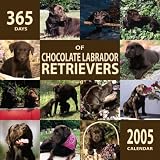 Chocolate Labrador Retriever 365 Days 2005 Calendar