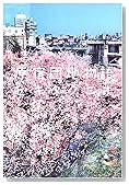 原宿団地物語