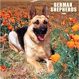 German Shepherds 2008 Wall Calendar