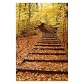 Gallery Wrapped Fall Stairway by Kurt Shaffer - (18 x 24")